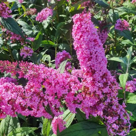 ROŚLINY Budleja Dawida - Buddleja davidii 'Pink Delight'