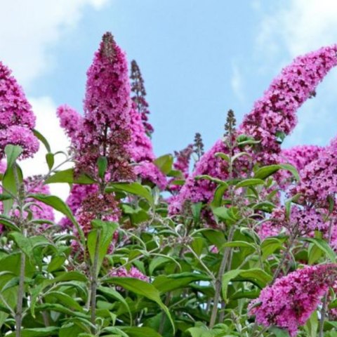ROŚLINY Budleja Dawida - Buddleja davidii 'Pink Delight'