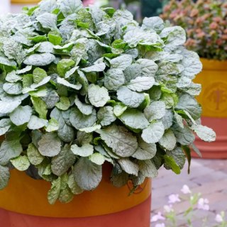 ROŚLINY Dąbrówka rozłogowa - Ajuga reptans 'Princess Elsa'