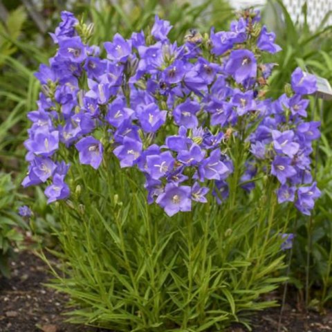 ROŚLINY Dzwonek brzoskwiniolistny 'Blue' - Campanula persicifolia
