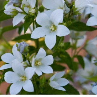 ROŚLINY Dzwonek kremowy - Campanula lactiflora 'Pouffe'
