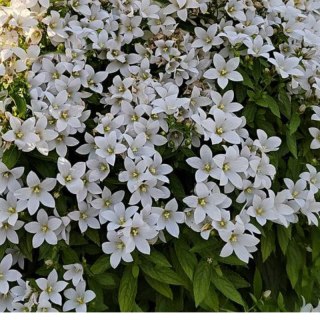 ROŚLINY Dzwonek kremowy - Campanula lactiflora 'Pouffe'