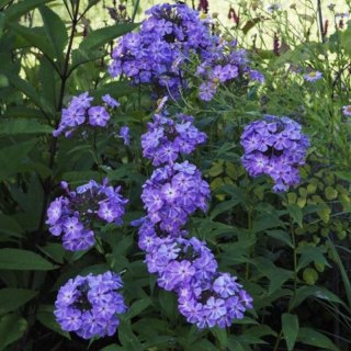 ROŚLINY Floks wiechowaty - Phlox paniculata 'Blue Boy'
