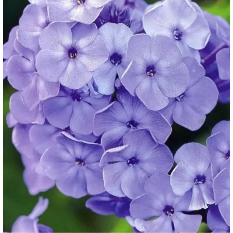 ROŚLINY Floks wiechowaty - Phlox paniculata 'Blue Boy'