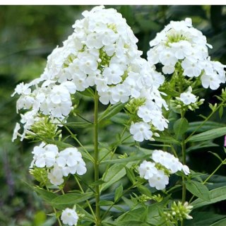 ROŚLINY Floks wiechowaty - Phlox paniculata 'David'