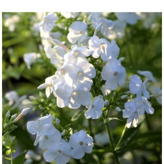 ROŚLINY Floks wiechowaty - Phlox paniculata 'David'
