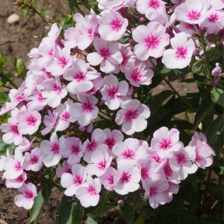 ROŚLINY Floks wiechowaty - Phlox paniculata 'Early Pink'