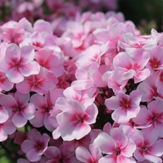 ROŚLINY Floks wiechowaty - Phlox paniculata 'Early Pink'
