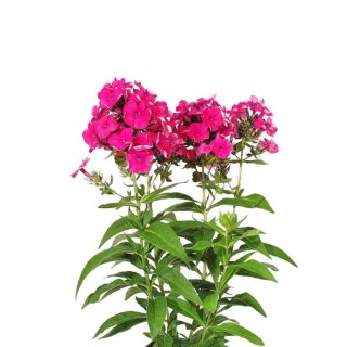 ROŚLINY Floks wiechowaty - Phlox paniculata 'Flame Watermelon'