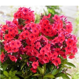 ROŚLINY Floks wiechowaty - Phlox paniculata 'Flame Watermelon'