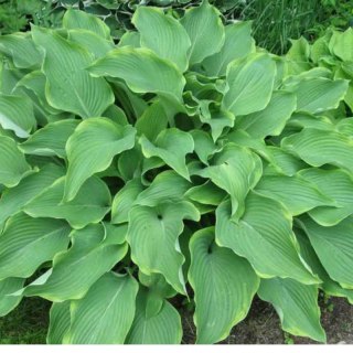ROŚLINY Funkia - Hosta 'Abba Dabba Do'