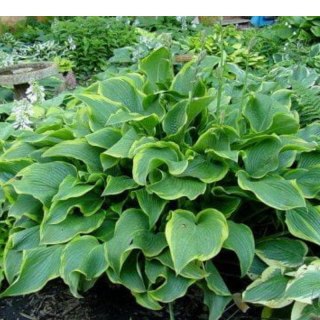 ROŚLINY Funkia - Hosta 'Abba Dabba Do'