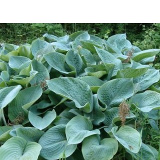 ROŚLINY Funkia - Hosta 'Big Daddy'