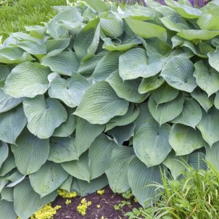 ROŚLINY Funkia - Hosta 'Big Daddy'