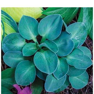 ROŚLINY Funkia - Hosta 'Blue Mouse Ears'