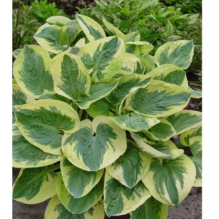 ROŚLINY Funkia - Hosta 'Snow Cup'