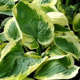 ROŚLINY Funkia - Hosta 'Snow Cup'
