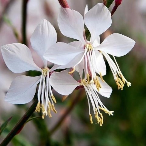 ROŚLINY Gaura Lindheimera - bylina do ogrodu