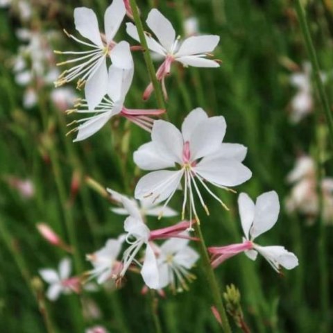 ROŚLINY Gaura Lindheimera - bylina do ogrodu