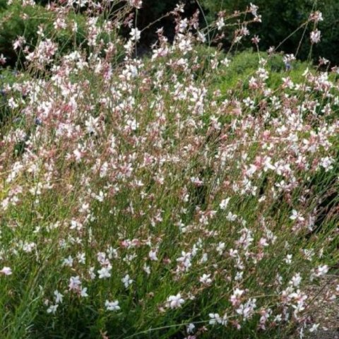 ROŚLINY Gaura Lindheimera - bylina do ogrodu