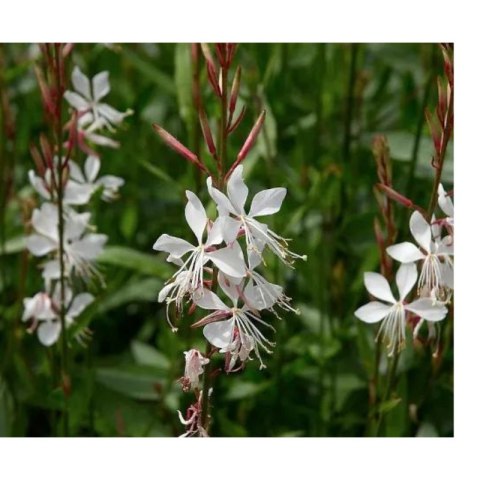 ROŚLINY Gaura Lindheimera - bylina do ogrodu