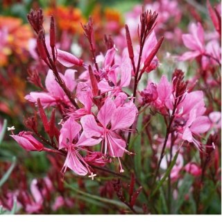 ROŚLINY Gaura 'Siskiyou Pink' (Gaura lindheimeri) - sadzonka