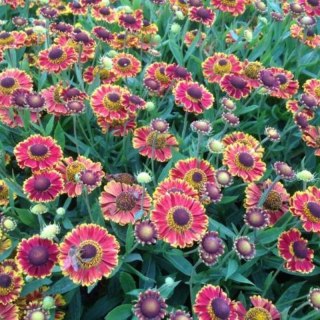ROŚLINY Helenium X Hybridum Bandera Dzielżan Ogrodowy