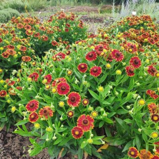ROŚLINY Helenium X Hybridum Bandera Dzielżan Ogrodowy