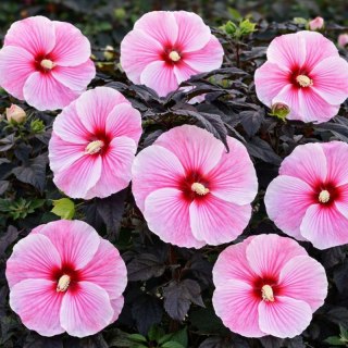 ROŚLINY Hibiskus Bagienny Hibiscus Moscheutos 'Big Pansy'