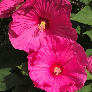 ROŚLINY Hibiskus Bagienny Hibiscus Moscheutos 'Large Lollipop'