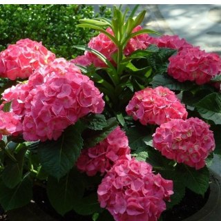 ROŚLINY Hortensja Ogrodowa - Hydrangea Macrophylla 'Leuchtfeuer'