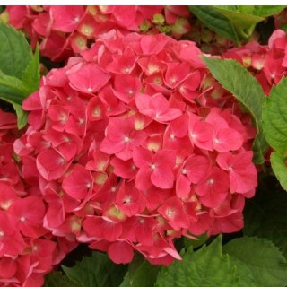 ROŚLINY Hortensja Ogrodowa - Hydrangea Macrophylla 'Leuchtfeuer'