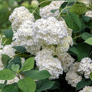 ROŚLINY Hortensja Ogrodowa - Hydrangea Macrophylla 'Soeur Thérèse'