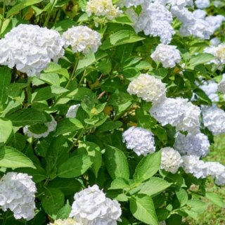 ROŚLINY Hortensja Ogrodowa - Hydrangea Macrophylla 'Soeur Thérèse'