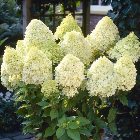 ROŚLINY Hortensja bukietowa - Hydrangea paniculata 'Limelight'(R)