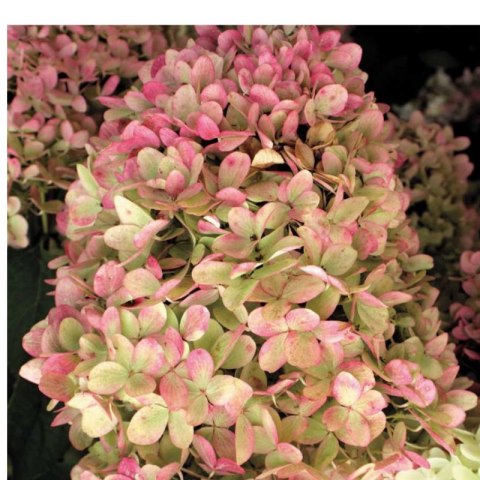 ROŚLINY Hortensja bukietowa - Hydrangea paniculata 'Limelight'(R)