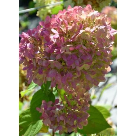 ROŚLINY Hortensja bukietowa - Hydrangea paniculata 'Limelight'(R)