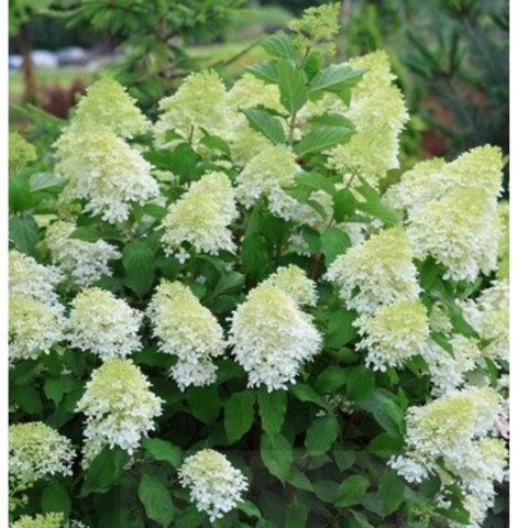 ROŚLINY Hortensja bukietowa - Hydrangea paniculata 'Limelight'(R)
