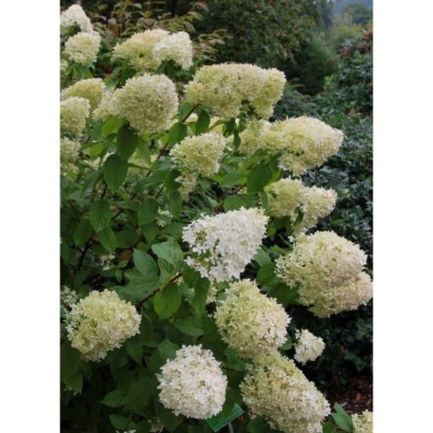 ROŚLINY Hortensja bukietowa - Hydrangea paniculata 'Limelight'(R)