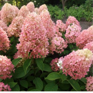 ROŚLINY Hortensja bukietowa - Hydrangea paniculata 'Magical Candle'(R)