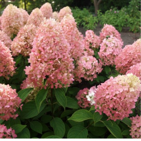 ROŚLINY Hortensja bukietowa - Hydrangea paniculata 'Magical Candle'(R)