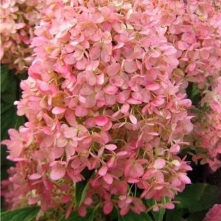 ROŚLINY Hortensja bukietowa - Hydrangea paniculata 'Magical Candle'(R)