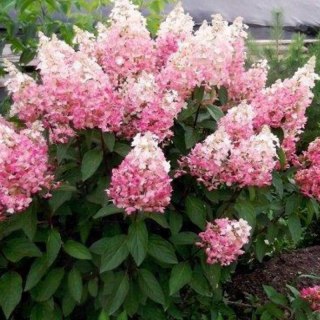 ROŚLINY Hortensja bukietowa - Hydrangea paniculata 'Pinky Winky'(R)