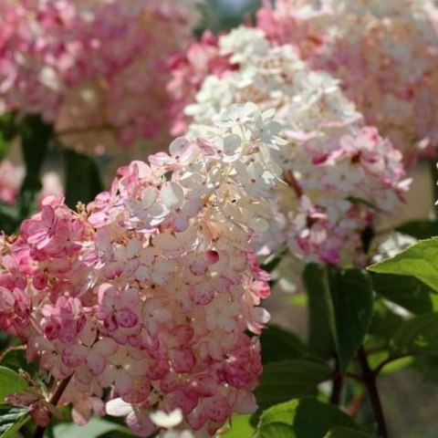 ROŚLINY Hortensja bukietowa - Hydrangea paniculata 'Pinky Winky'(R)