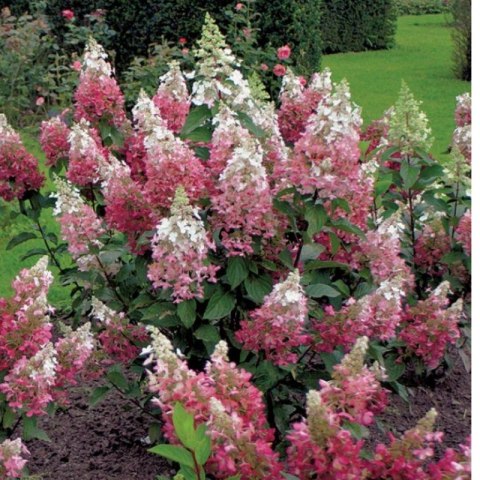 ROŚLINY Hortensja bukietowa - Hydrangea paniculata 'Pinky Winky'(R)
