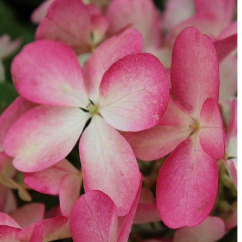 ROŚLINY Hortensja bukietowa - Hydrangea paniculata 'Pinky Winky'(R)