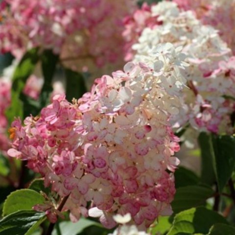 ROŚLINY Hortensja bukietowa - Hydrangea paniculata 'Pinky Winky'(R)