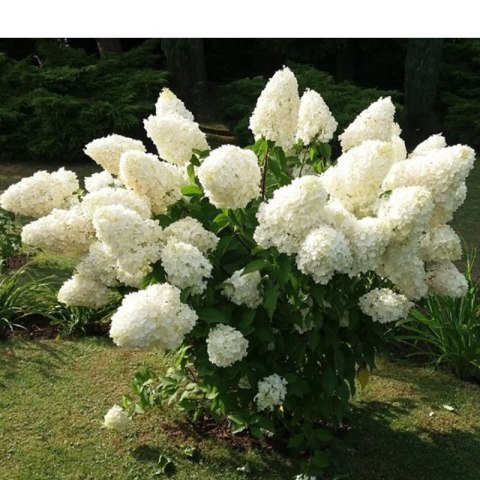ROŚLINY Hortensja bukietowa - Hydrangea paniculata 'Polar Bear'(R)