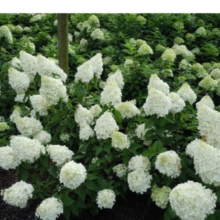ROŚLINY Hortensja bukietowa - Hydrangea paniculata 'Polar Bear'(R)