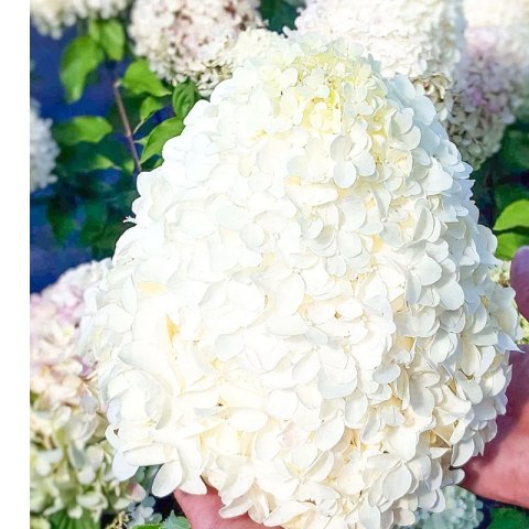 ROŚLINY Hortensja bukietowa - Hydrangea paniculata 'Polar Bear'(R)